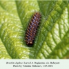 brenthis daphne daghestan larva l4